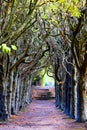 Looking down the centre of a tree lined pathway Royalty Free Stock Photo