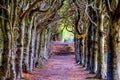 Looking down the centre of a tree lined pathway Royalty Free Stock Photo