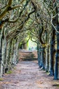 Looking down the centre of a tree lined pathway Royalty Free Stock Photo