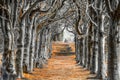 Looking down the centre of a tree lined pathway Royalty Free Stock Photo