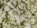 Looking down on coastal sand dunes. Aerial image. Royalty Free Stock Photo