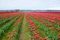 Looking down converging rows of red and white blooming tulips in Skagit Valley, Washington Royalty Free Stock Photo