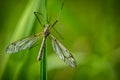 Looking down upon a daddy longlegs or crane fly on a leaf