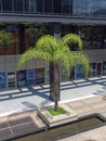 Looking down at the empty sidewalk with its geometric shadows at a new Office complex in Rio, with Palm trees.