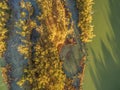 Looking down at eucalyptus trees and Murray River at sunset. Royalty Free Stock Photo