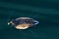 Looking down on female mallard swimming on pond Royalty Free Stock Photo