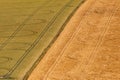 A full frame photograph of fields of cereal crops in the South Downs Royalty Free Stock Photo