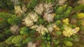 Looking down on forest of breathtaking Autumn colors, Fall splendor, aerial flyover.