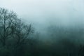 Looking down at a forest on a moody winters day with the silhouette of a tree through the fog. With a grunge, grainy artisitc edit