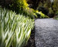A low angle view down a garden path with striking white and green plants along the path\'s border Royalty Free Stock Photo