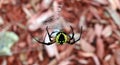 Looking down on Garden Spider on web Royalty Free Stock Photo