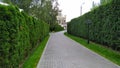 Looking down a gravel path of a tall hedge maze. Path surrounded on both side by a tall hedgerow in a formal garden Royalty Free Stock Photo