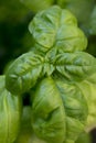 Basil as a herb closeup Royalty Free Stock Photo