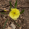 Looking Down into Lavender Leaf Sundrop Flower