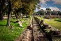 Looking down a long row of broken off bases of ancient classical columns and remains of buildings nearby with olive trees and