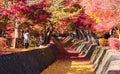 Sunshine and the Momiji Tunnel in autumn