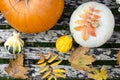 Looking down onto Pumpkins