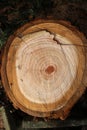 Tree rings in recently cut eucalyptus tree trunk