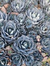 Blue coloured agave, the Parrys Agave Royalty Free Stock Photo