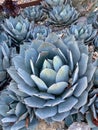 Blue coloured agave, the Parrys Agave Royalty Free Stock Photo