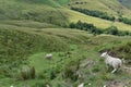 Sheep over Whitemoor Clough area Royalty Free Stock Photo