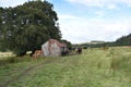 Cows arriving at byre for feeding Royalty Free Stock Photo