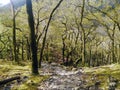 Looking down path through woods Royalty Free Stock Photo