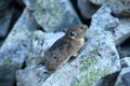 Looking down on Pika