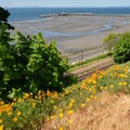 Looking down through poppies to White Rock beach, promenade