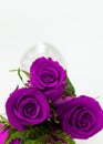 Purple Roses from Above