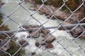 Looking down at a river through a chainlink fence Royalty Free Stock Photo