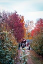 Looking down a row of apple trees at an orchard in autumn