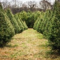 Looking Down a Row of Christmas Trees Royalty Free Stock Photo