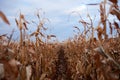 Looking down between rows of maize plants Royalty Free Stock Photo