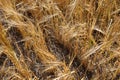 Looking down at rows of ripe barley heads Royalty Free Stock Photo