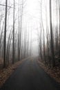 Looking Down a Rural Drive on a Foggy Morning