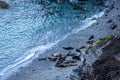 Looking Down at Seals on the Beach at Mutton Cove on the Cornish Coast Royalty Free Stock Photo