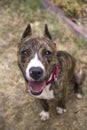 Looking down on a smiling brindle dog Royalty Free Stock Photo