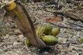 Looking Down The Stem Of A Coconut Bunch