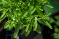 Looking down at stevia plant in bloom