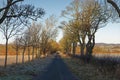 Looking down a straight Scottish Minor Road, with a line of bare trees and Hedgerows in the shadows.