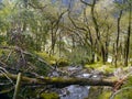 Looking down stream with fallen tree across it Royalty Free Stock Photo