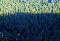 Ponderosa Pine tree forest,Natural Bridge, Bryce Canyon National Park Royalty Free Stock Photo