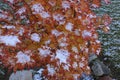 Looking down at the top of an Autumn Moon Japanese Maple, with a light dusting of snow, after a fall snowstorm Royalty Free Stock Photo