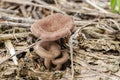 Oyster Mushrooms Growing At Different Stages Royalty Free Stock Photo