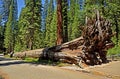 Looking down the trunk and roots of a fallen giant sequoia tree laying in the green forest of Mariposa Grove in Yosemite on a Royalty Free Stock Photo