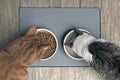 Looking down at two cats eating from a bowl Royalty Free Stock Photo