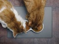 Looking down at two cats eating wet food and crockery from a bowl. Royalty Free Stock Photo