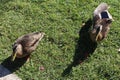 Looking down at two female Mallard Ducks standing in the grass on a sunny day Royalty Free Stock Photo