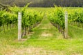 Looking down between two rows of Grapevines at winery Royalty Free Stock Photo